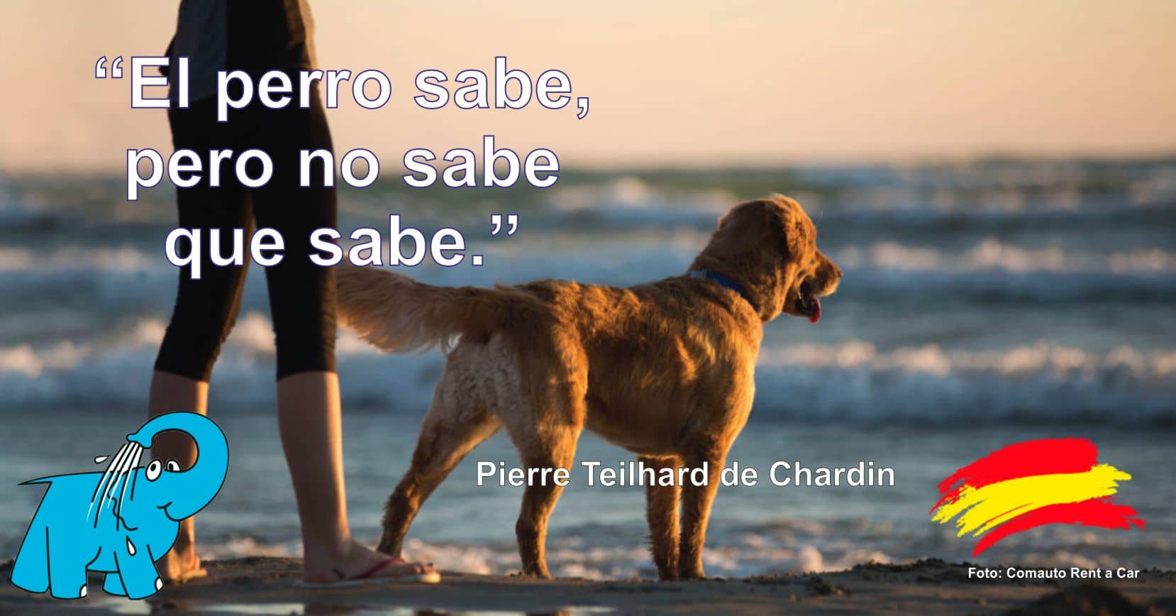 El perro sabe, pero no sabe que sabe.